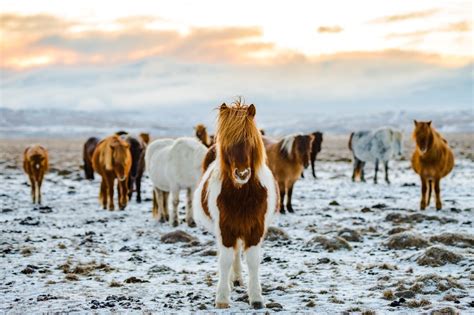 Horse Breeds: A guide to different horse breeds