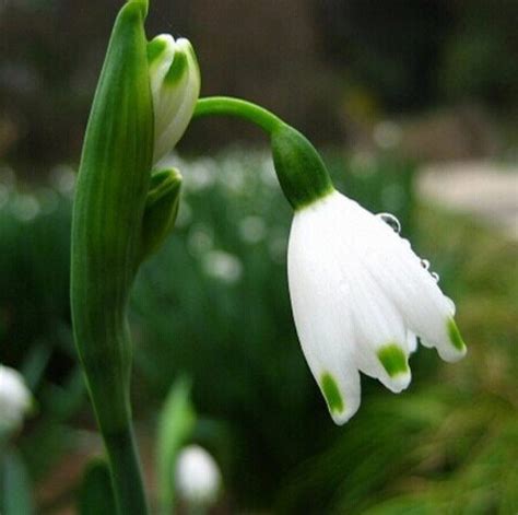 Snowdrop Flower seeds Beautiful garden | Fresh Garden Decor