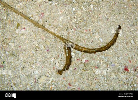 Proboscis of Echiura Worm, Bonellia sp, Bandara dive site, night dive, Weda, Halmahera, North ...