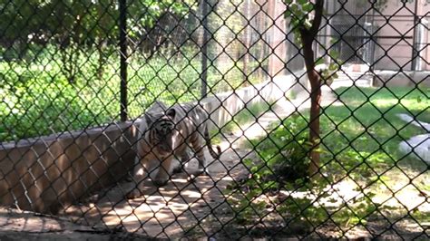 At lucknow zoo - YouTube