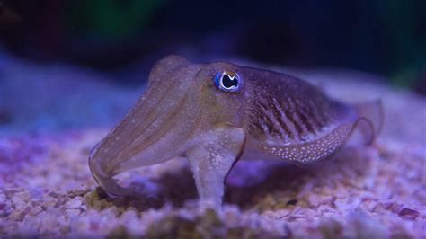 Giant Pacific Octopus · Tennessee Aquarium