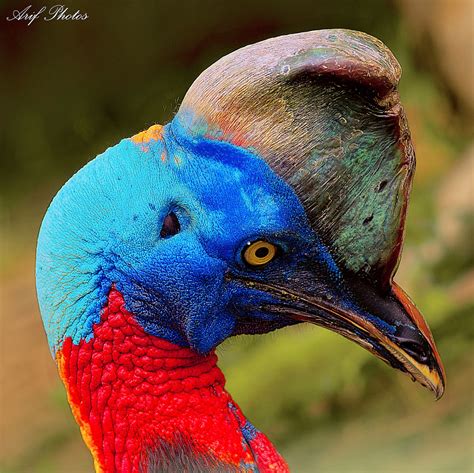 Northern Cassowary - a photo on Flickriver