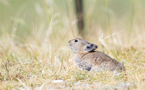 Eradication of Small Mammals Is Harming Vital Ecosystems