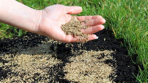 How to plant grass seed and get a greener yard | Tom's Guide