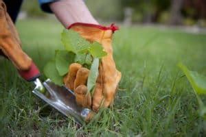 17+ Best Glyphosate Alternatives (As Voted by the Gardening Community) - Hort Zone