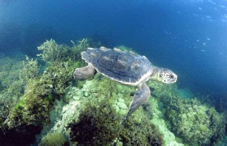 Loggerhead Sea Turtle Habitat Map