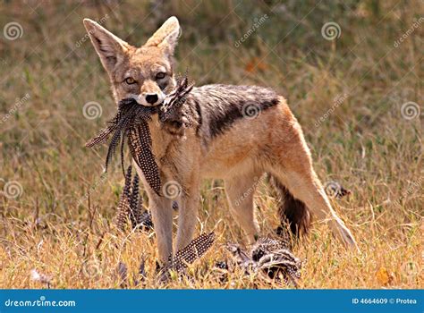 African jackal stock image. Image of bird, hunting, animal - 4664609