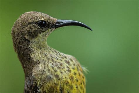 Female Amethyst Sunbird by Manoj Shah