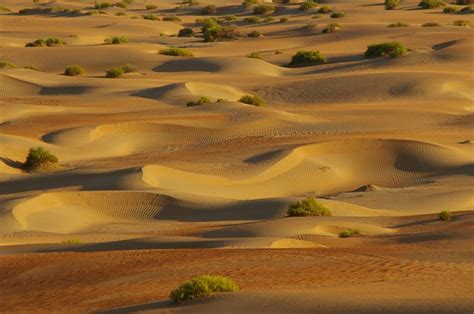 Liwa Oasis: All You Must Know Before You Go (2024) - Tripadvisor