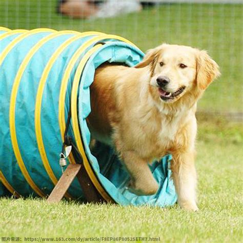 Large Dog Agility Tunnel | Dog Agility Tunnel - DFV