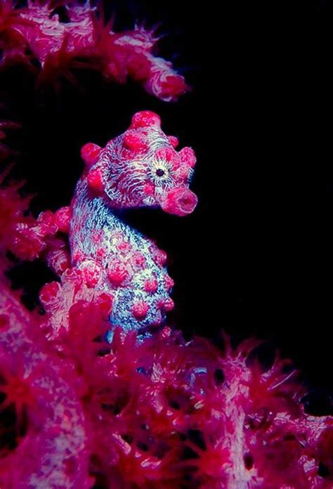 The Pink Pygmy Seahorse (Hippocampus bargibanti) at Lembeh Straits, Sulawesi, Indonesia (image ...