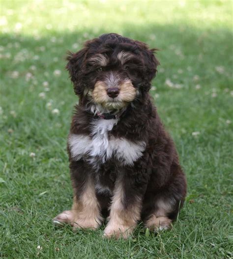 What You Need to Know about the Aussiedoodle, Canine Genius - Animalso