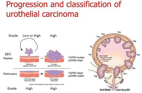 Pin on Pathology