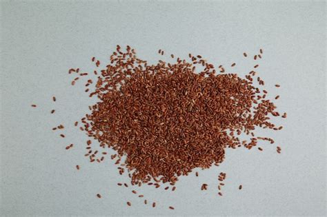 Premium Photo | Germinated brown rice, gaba rice.