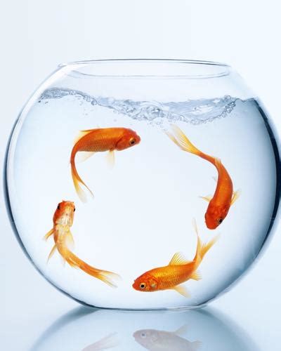 When Is Goldfish Breeding Season? (Surprising Facts & FAQ)