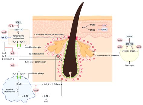 Schematic presentation of the mechanisms via which essential fatty acid... | Download Scientific ...