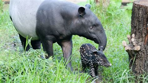 14 Terrific Facts About Tapirs | Mental Floss