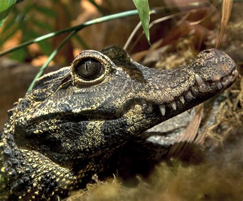 African dwarf crocodile | San Diego Zoo Kids