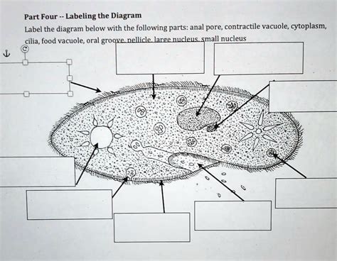 SOLVED: Part Four: Labeling the Diagram Label the diagram below with ...