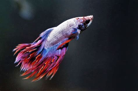 How Often Do You Feed a Betta Fish? (Betta Fish Feeding Schedule)