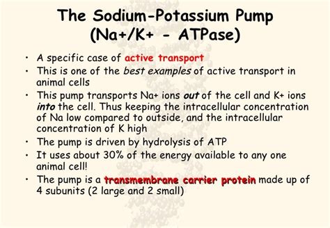 Sodium/Potassium Pump