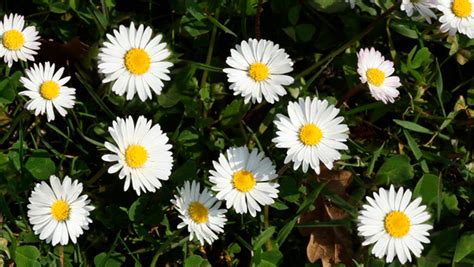 Daisies GIFs - Beautiful Flowers on Animated Images for Free | USAGIF.com