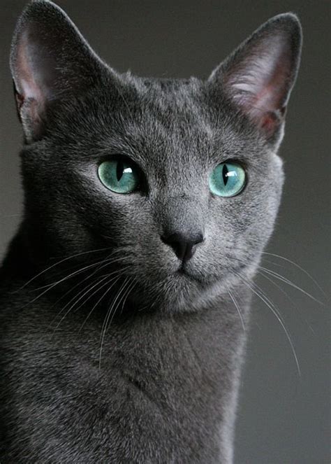 Il Fascino Del Gatto Blu Di Russia | Gatto blu di russia, Gatti blu ...