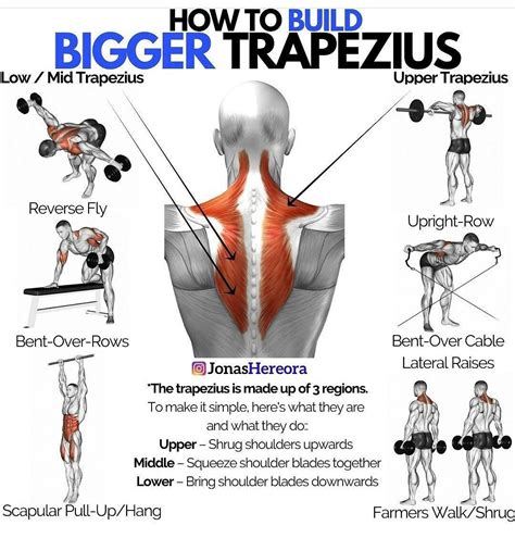 How to build bigger trapezius | Trapezius workout, Workout gym routine, Lower trap exercises