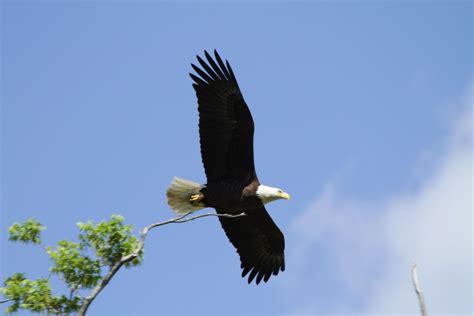 Checking out the nesting area! | Bald eagle, Animals, Photography