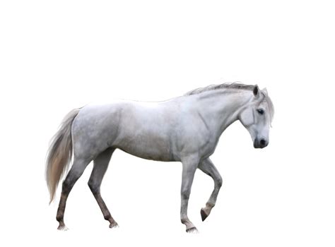horse png image, free download picture, transparent background
