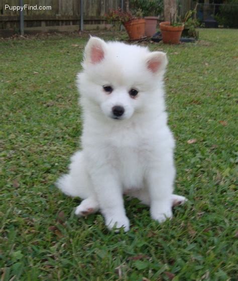 Miniature American Eskimo | Happiness is... | Pinterest