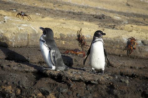 Will Climate Change Save the Galapagos Penguin?