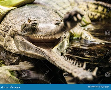 Gharial with open mouth stock photo. Image of croc, field - 70999700