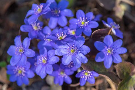 Hepatica: Plant Care & Growing Guide