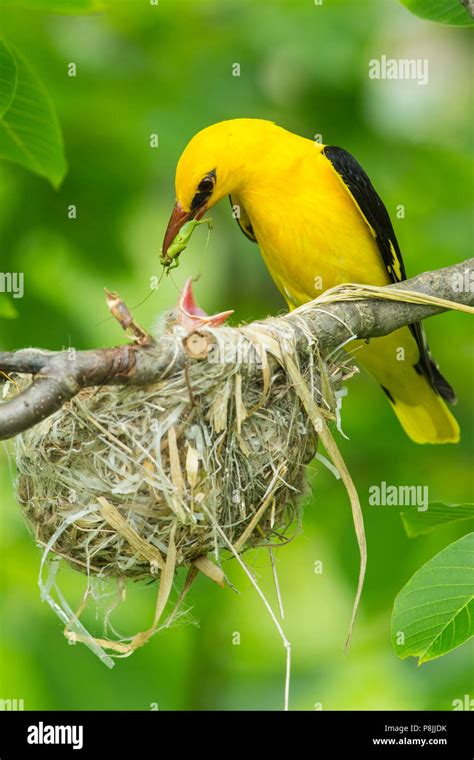 Male Eurasian Golden Oriole sitting near nest with juvenile and a ...