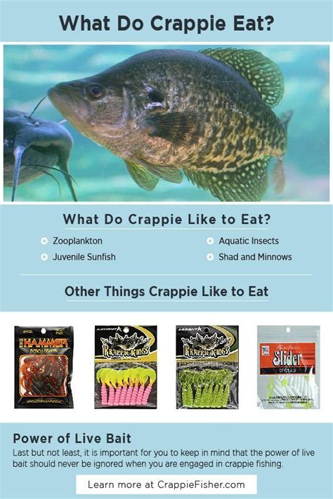 What Crappie Eat | Fish, Crappie fishing tips, Crappie