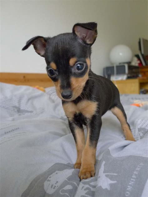 The 25+ best Min pin puppies ideas on Pinterest | Min pin dogs, Min pins and Mini pinscher