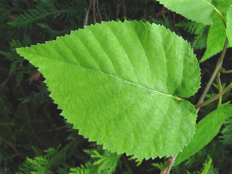 Betula cordifolia (heart-leaved paper birch): Go Botany