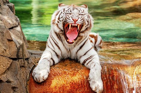 Beautiful White Bengal Tiger - whitetiger116856 Photograph by Frank J ...