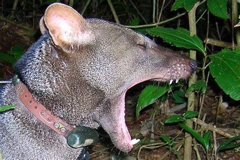 Short-eared dog? Uncovering the secrets of one of the Amazon's most mysterious mammals