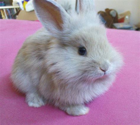 17 Best images about Fluffy Bunny on Pinterest | A bunny, Too cute and So cute