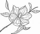 Magnolia Flower coloring Page  Free Printable Coloring Pages sketch template