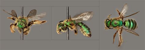 Halictidae (Hymenoptera)