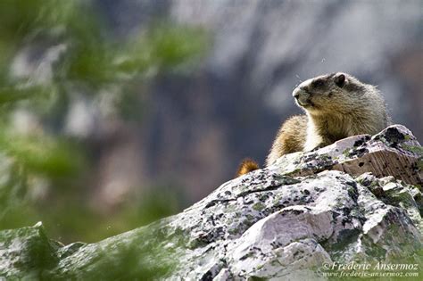 Alberta – Rocky Mountains – Wildlife | Ansermoz-Photography