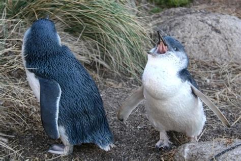 Little Blue Penguins (Southern Australia and New Zealand) ... these little guys live in the ...