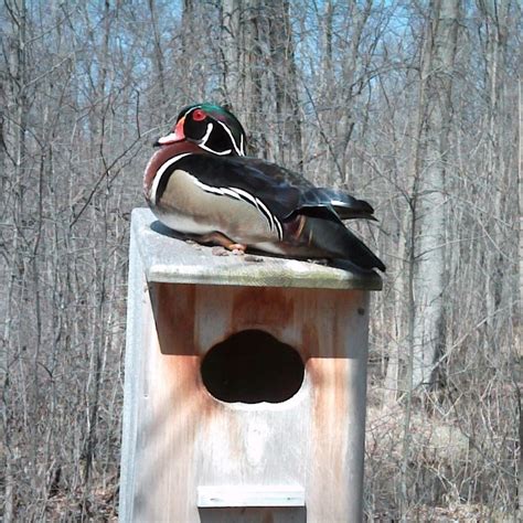 Wood Duck Nesting Box full door | Etsy