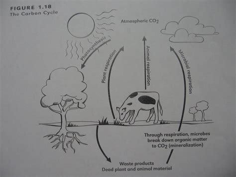 Nitrogen Cycle Diagram Worksheet