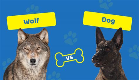 Are Dog And Wolf The Same Species