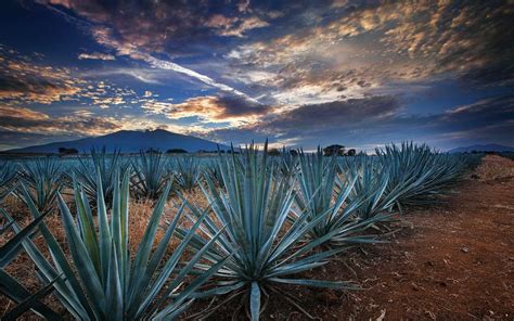 Tequila, Jalisco, Patrimonio Mundial de la Humanidad - México Desconocido | Pueblos magicos de ...