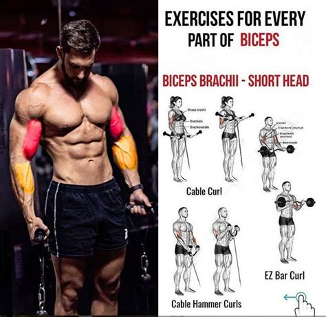 BICEPS BRACHII - SHORT HEAD | Biceps workout, Best bicep workout, Workout